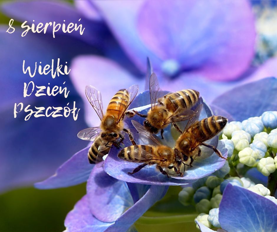 8 sierpnia – Wielki Dzień Pszczół! 