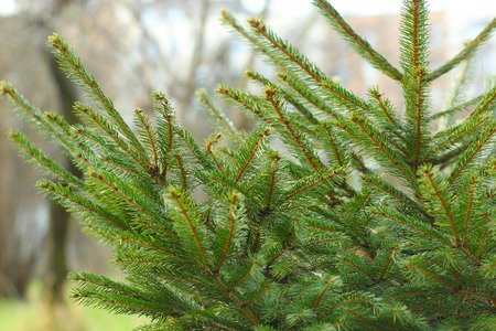 Harmonogram odbioru choinek 2026